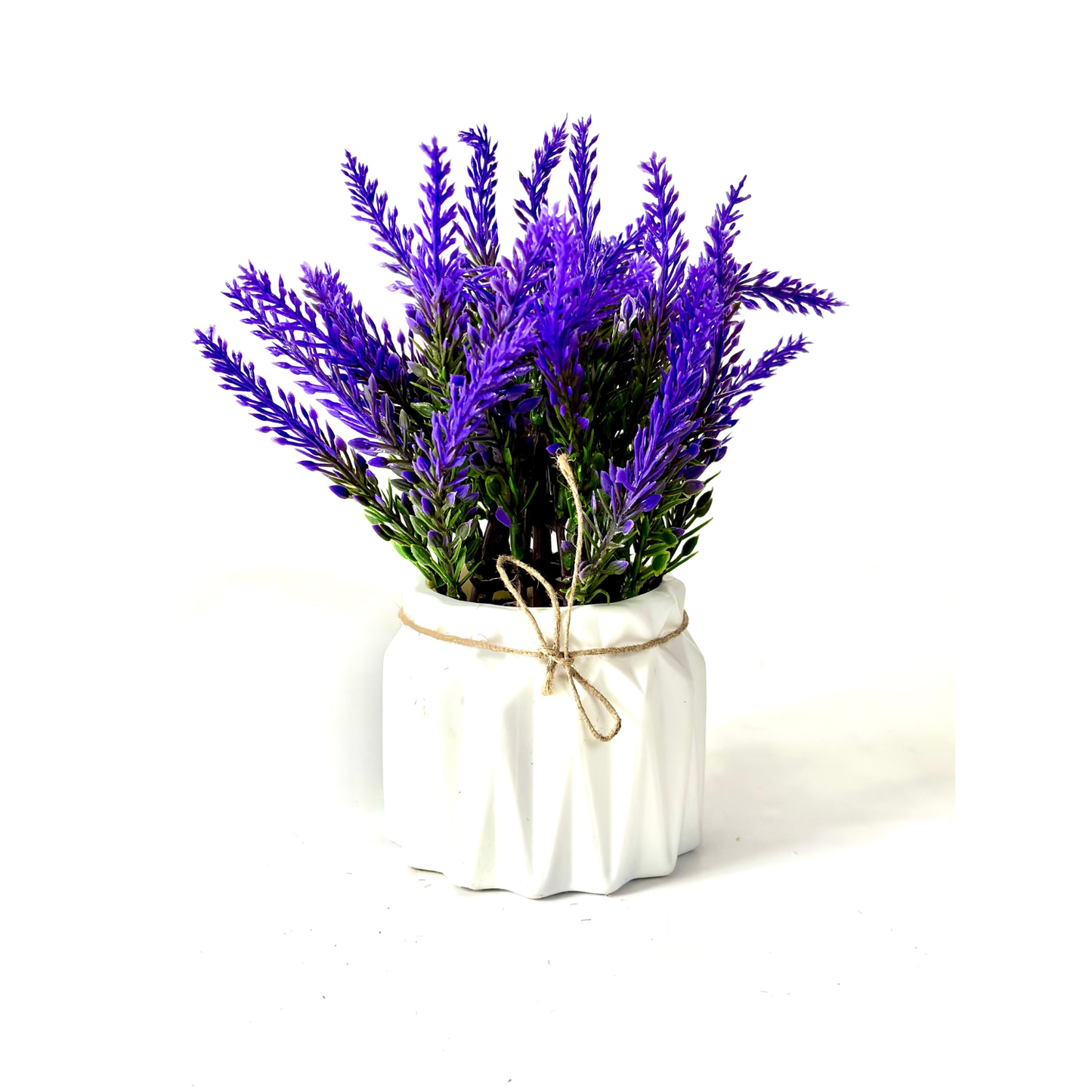 Potted lavender plant with a white pot on a white background